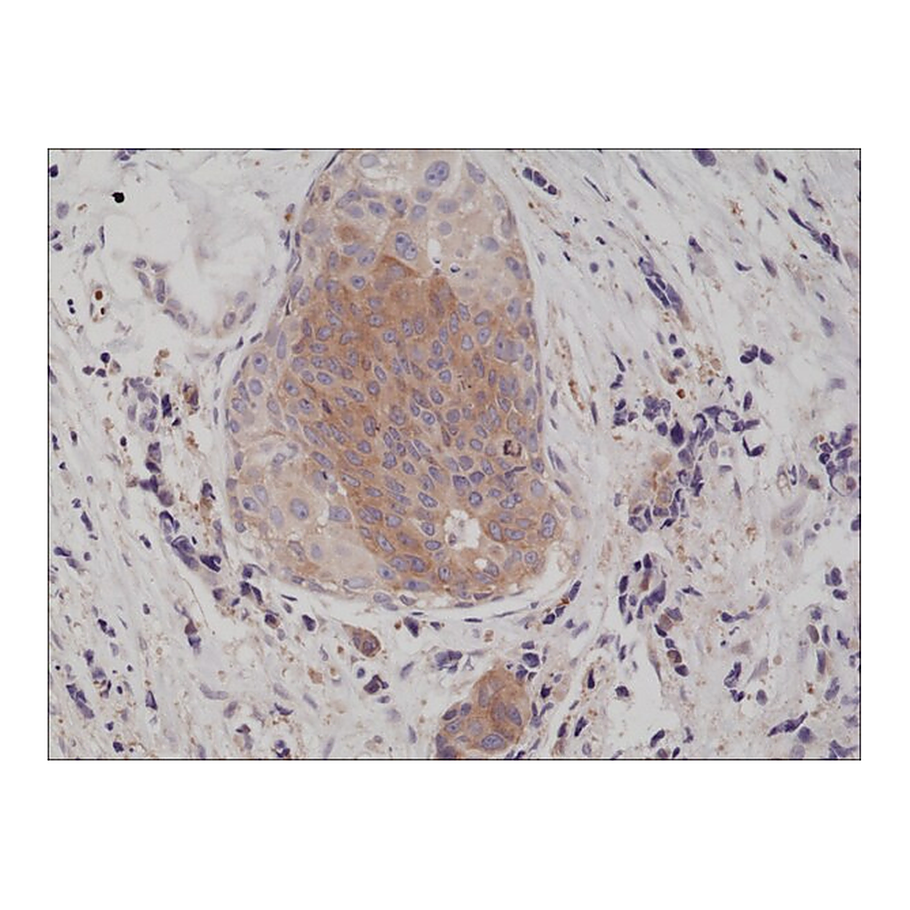 Merck Anti-eIF-2 alpha (Ser51) antibody, Rabbit Monoclonal