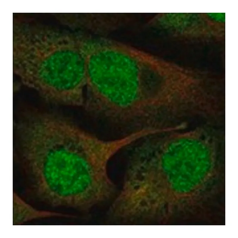 Merck Anti-UFD1 antibody produced in rabbit
