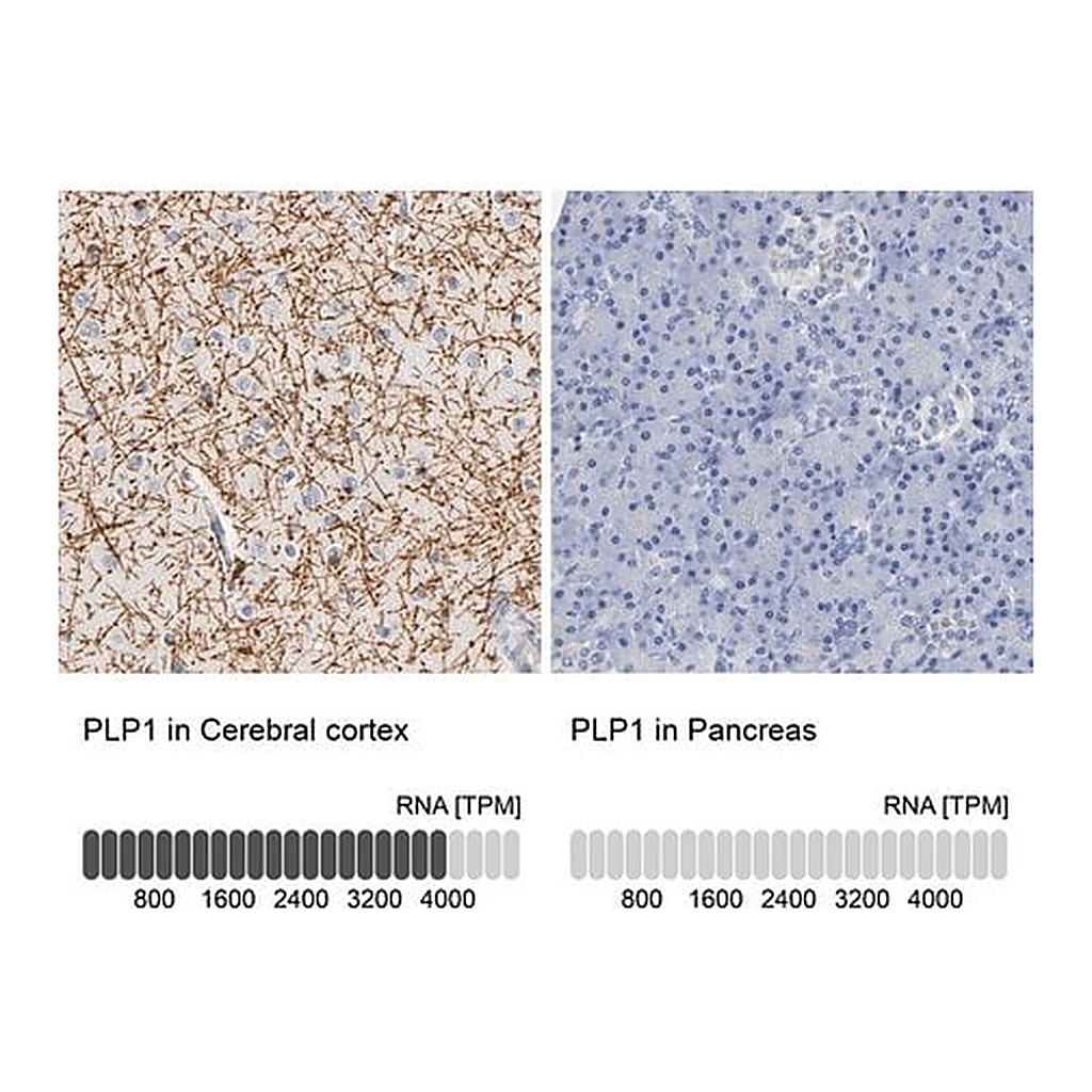 Merck Anti-PLP1 antibody produced in rabbit