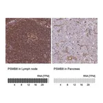Merck Anti-PSMB8 antibody produced in rabbit