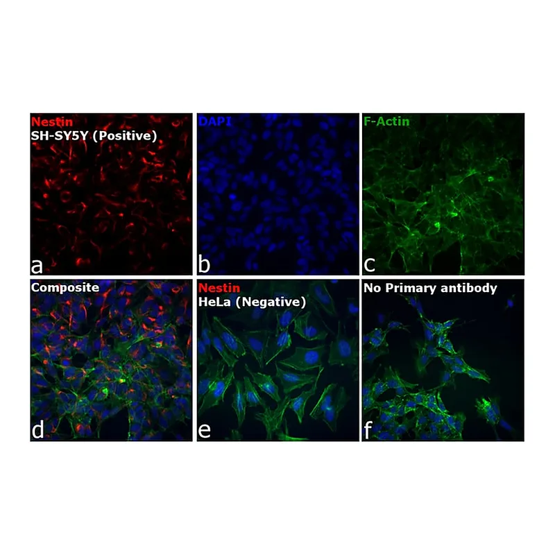 Thermo Fisher Scientific F(ab`)2-Rabbit anti-Mouse IgG (H+L) Cross-Adsorbed Secondary Antibody, Alexa Fluor 594