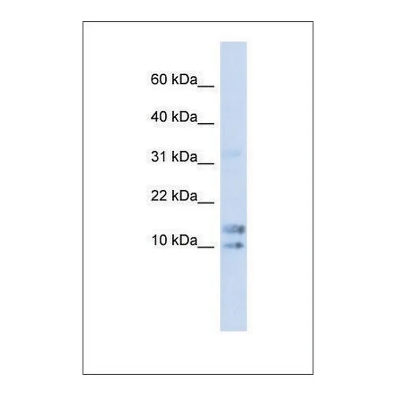 Merck Anti-IL15 antibody produced in rabbit