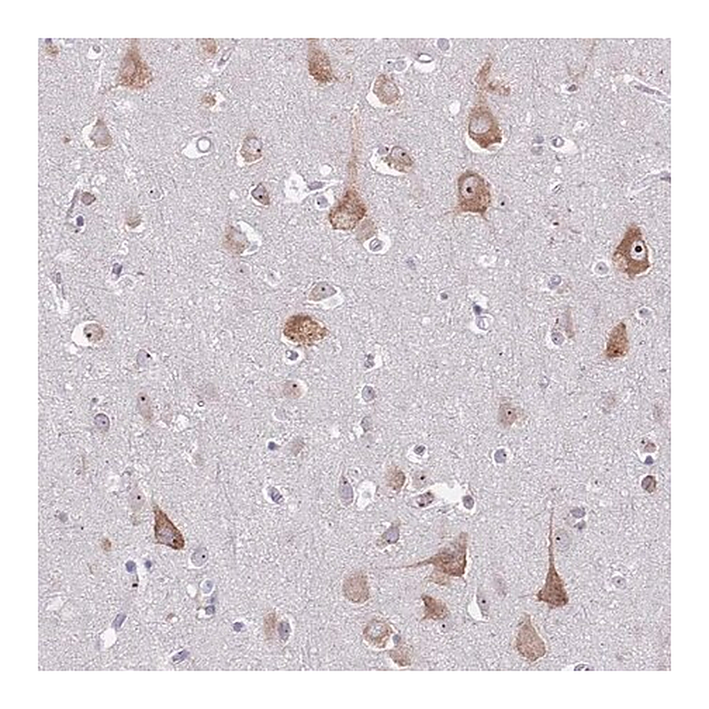 Merck Anti-ST8SIA5 antibody produced in rabbit