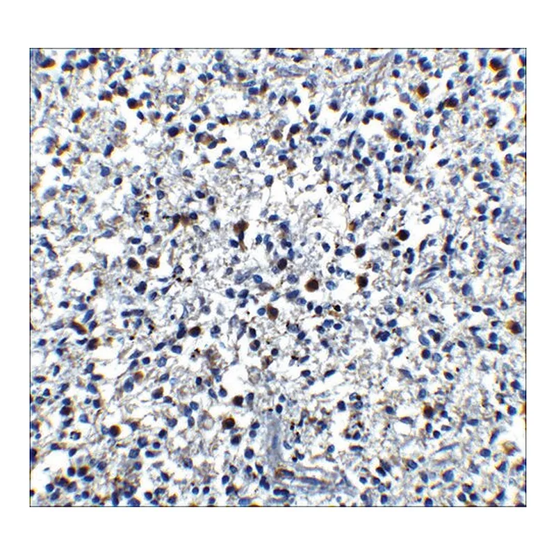 Merck Anti-Cathelicidin antibody produced in rabbit