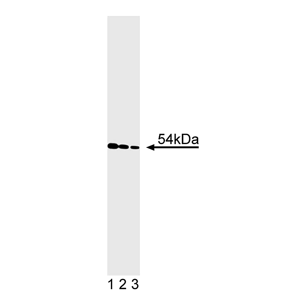 BD Purified Mouse Anti-Human Cyclin A