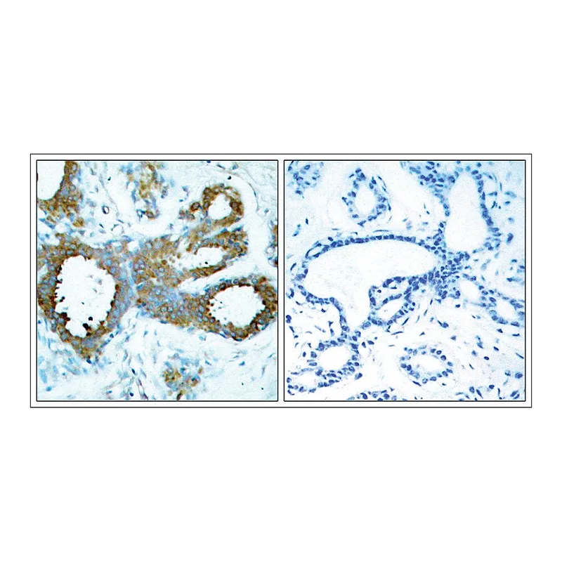 Merck Anti-phospho-PAK1/PAK2/PAK3 (pThr423/pThr402/pThr421) antibody produced in rabbit