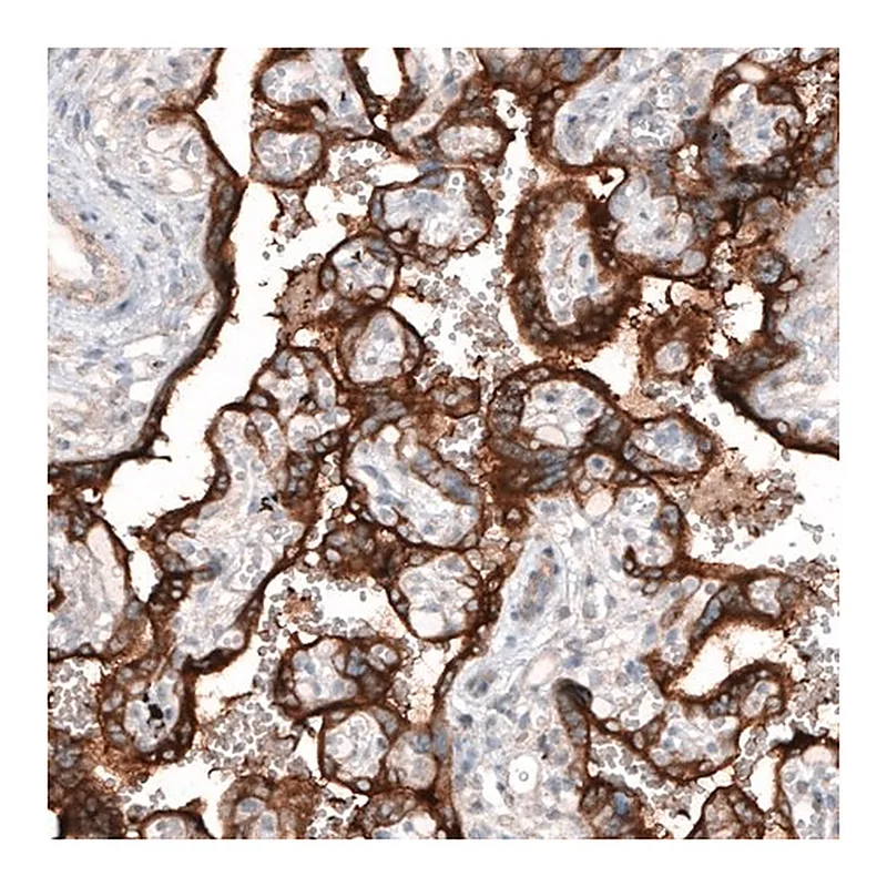 Merck Monoclonal Anti-CLIP1 antibody produced in mouse