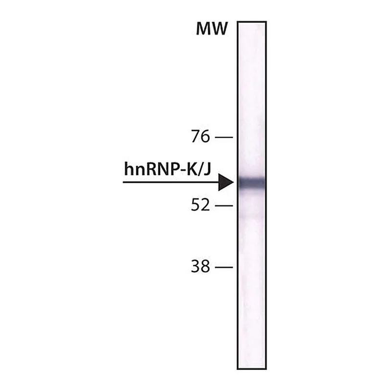 Merck Monoclonal Anti-hnRNP-K/J antibody produced in mouse