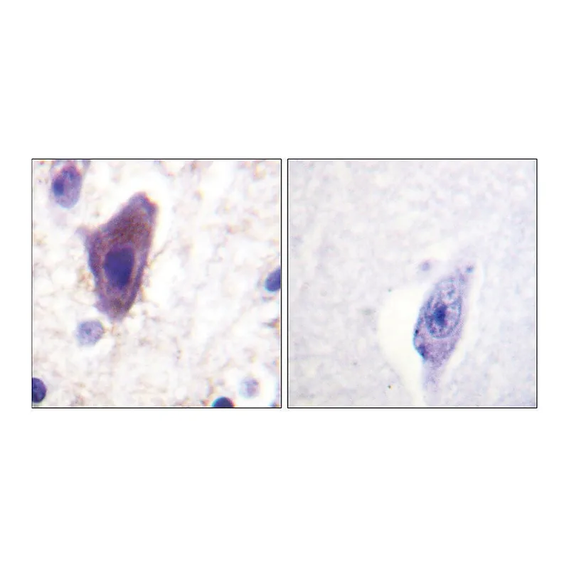 Merck Anti-CD71 antibody produced in rabbit