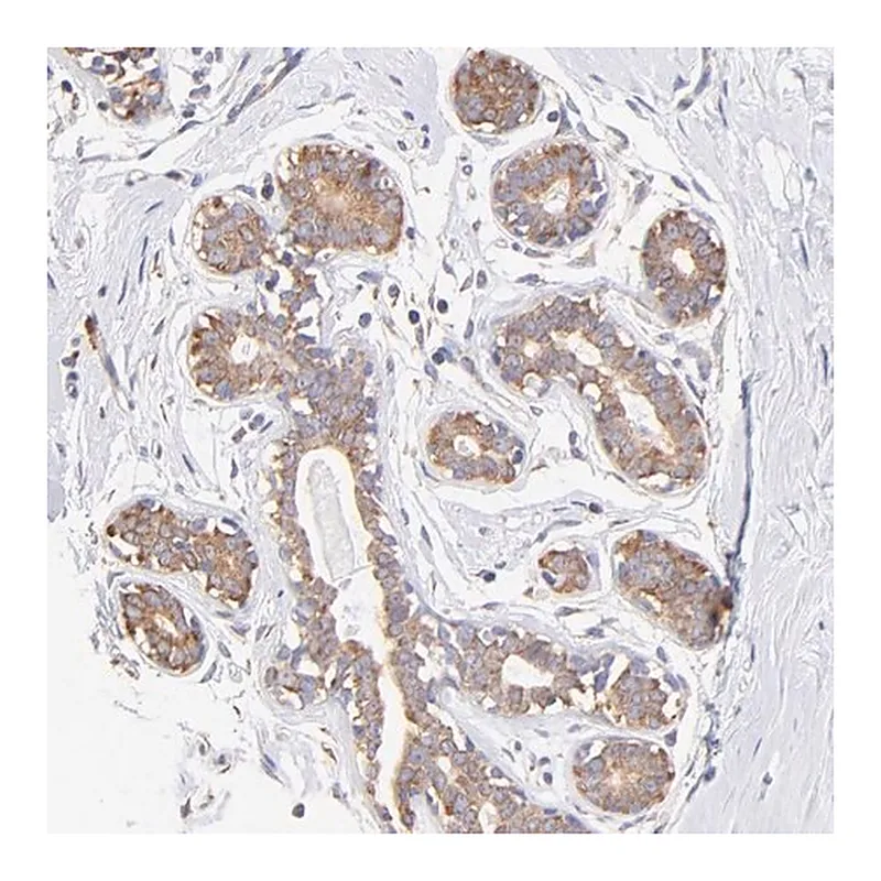 Merck Anti-RPL30 antibody produced in rabbit