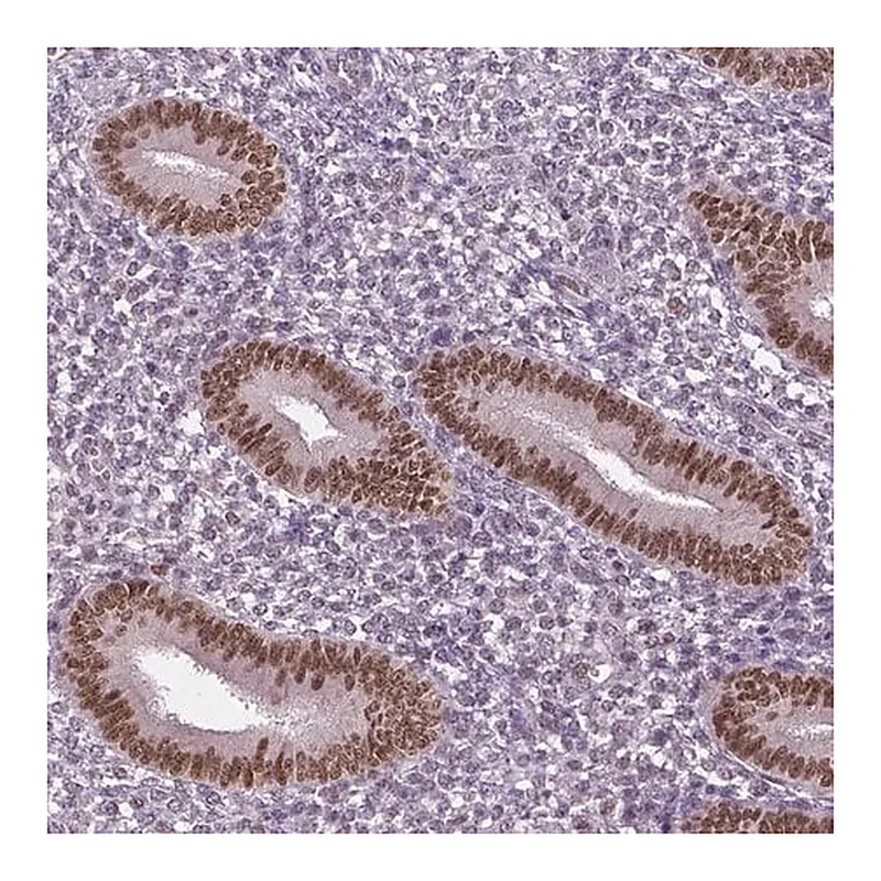 Merck Anti-DLX5 antibody produced in rabbit