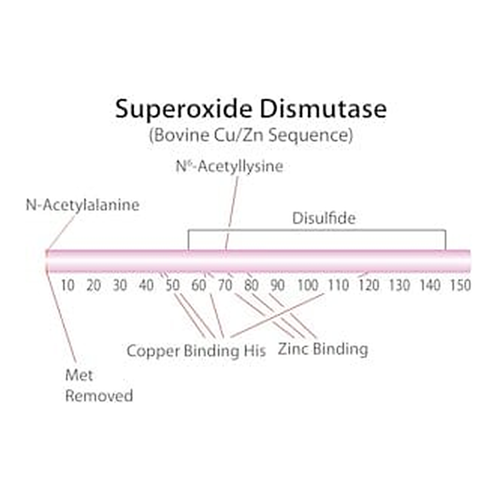 Merck SUPEROXIDE DISMUTASE, BOVINE