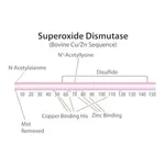 Merck SUPEROXIDE DISMUTASE, BOVINE