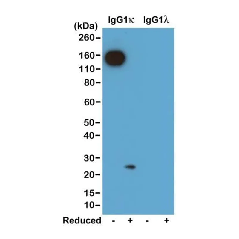 Thermo Fisher Scientific Rabbit anti-Mouse Kappa Light Chain Recombinant Secondary Antibody