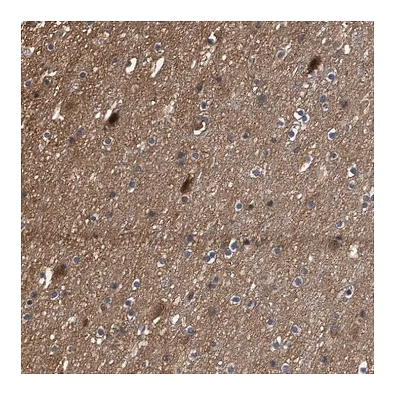 Merck Anti-SCAI antibody produced in rabbit