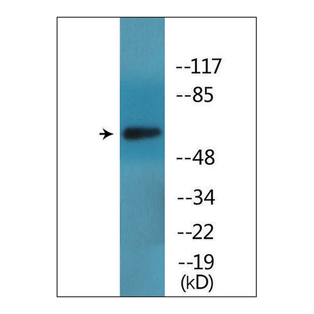 Merck Anti-phospho-ICAM-1 (pTyr512) antibody produced in rabbit