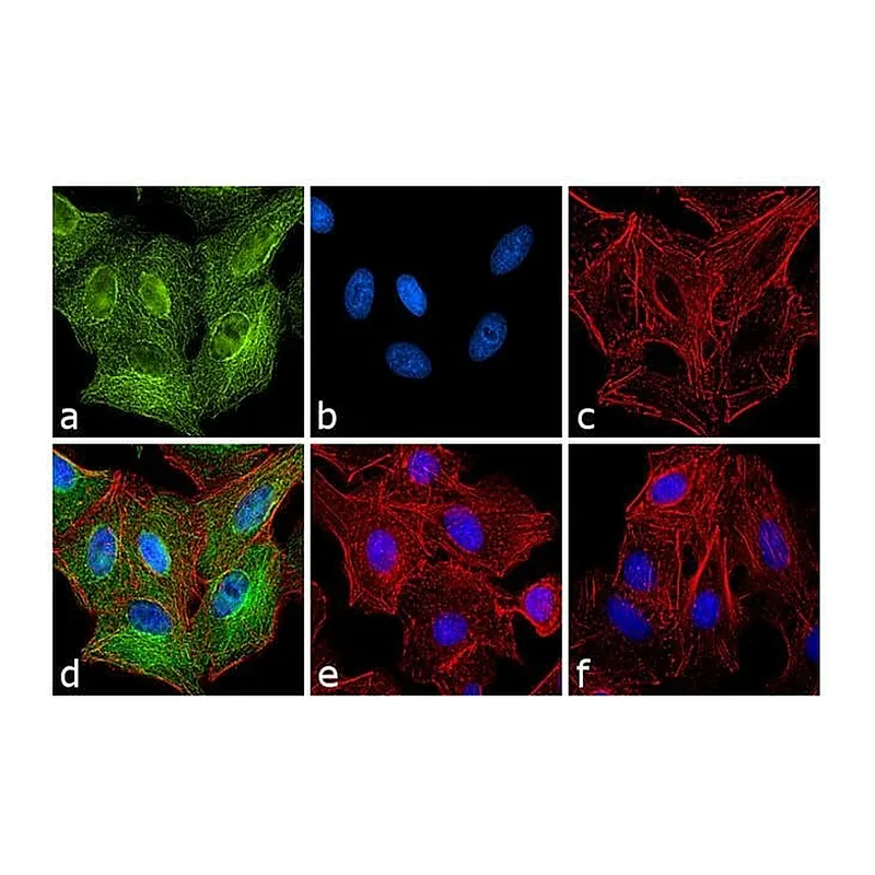 Thermo Fisher Scientific Goat anti-Rat IgG (H+L) Secondary Antibody, FITC