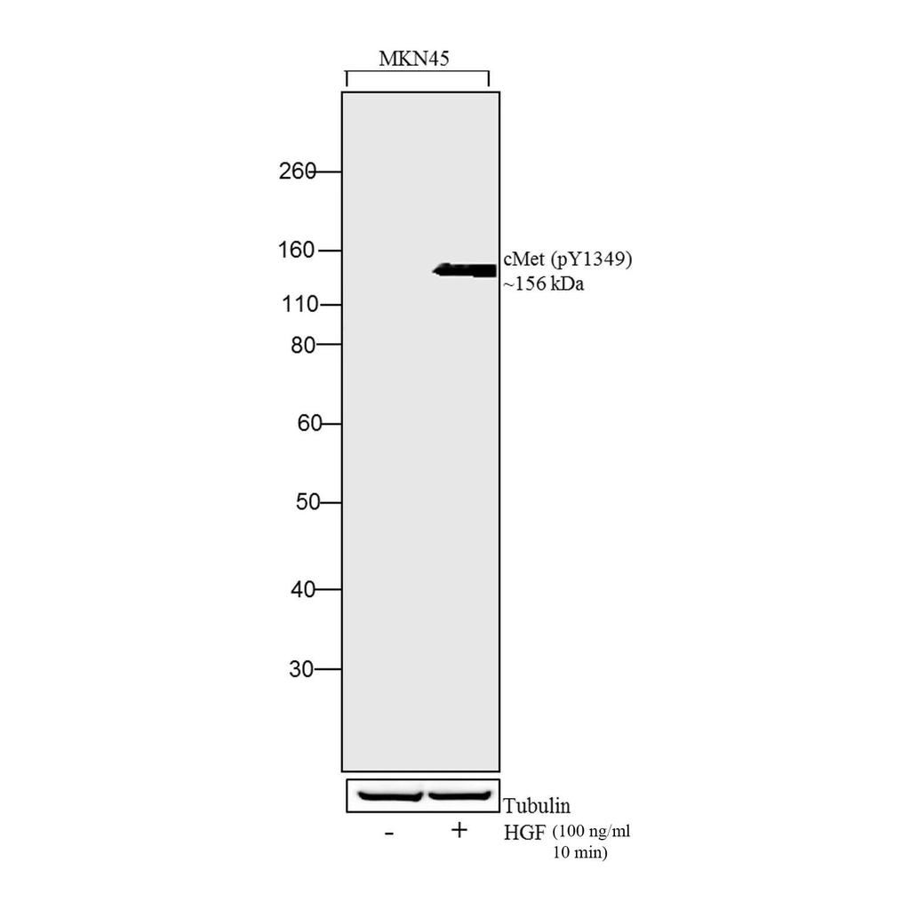 Thermo Fisher Scientific Human HGF Recombinant Protein