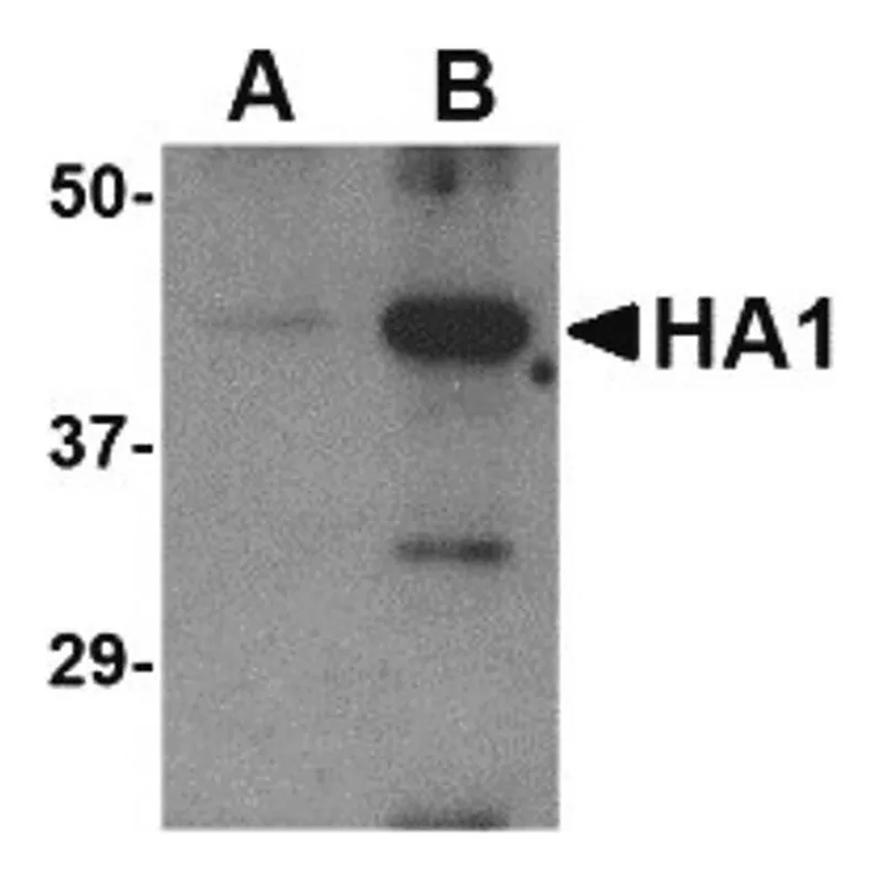 Merck Anti-Avian Influenza Hemagglutinin antibody produced in rabbit