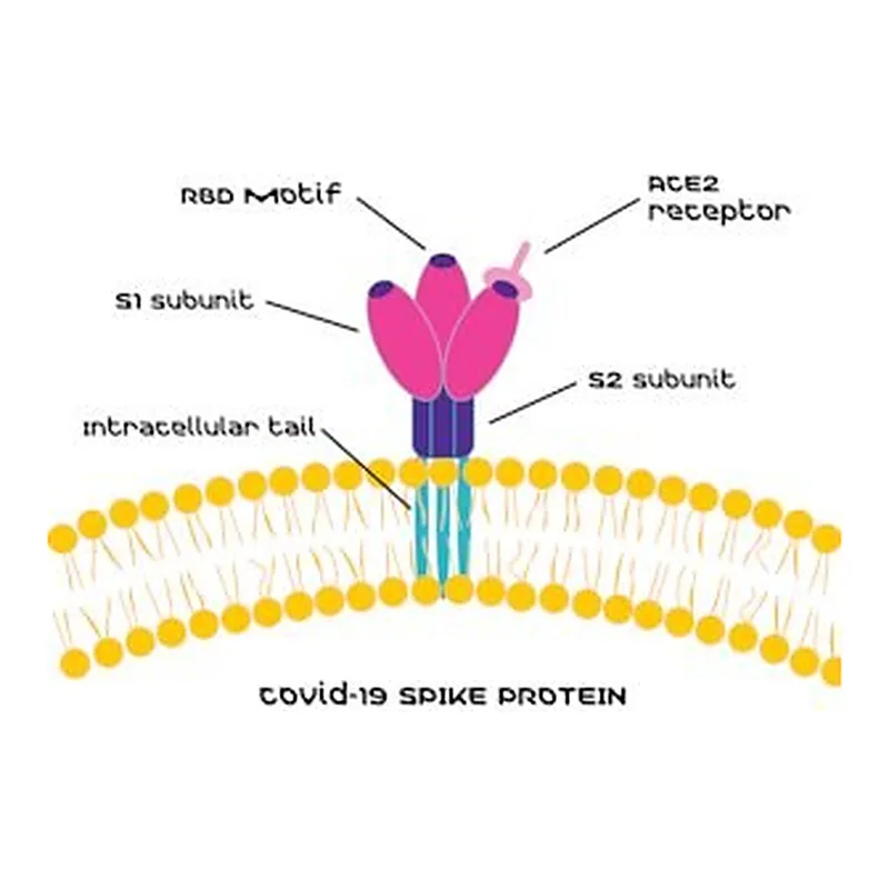 Merck SARS-CoV-2 Receptor Binding Domain