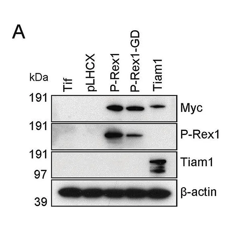 Merck Anti-PREX1 antibody produced in rabbit