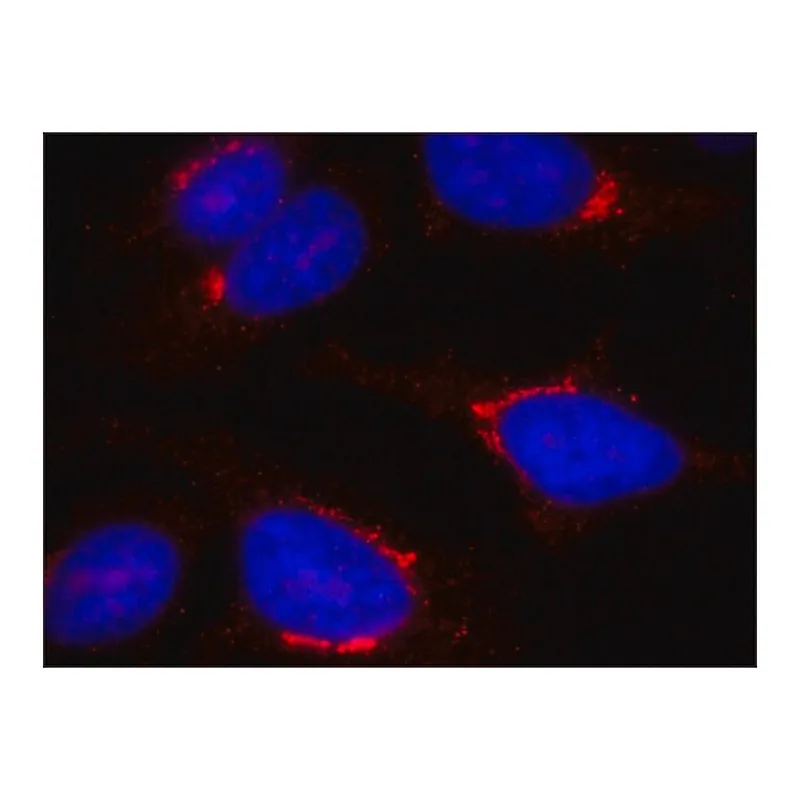 Merck Anti-TGN46 antibody, Mouse monoclonal
