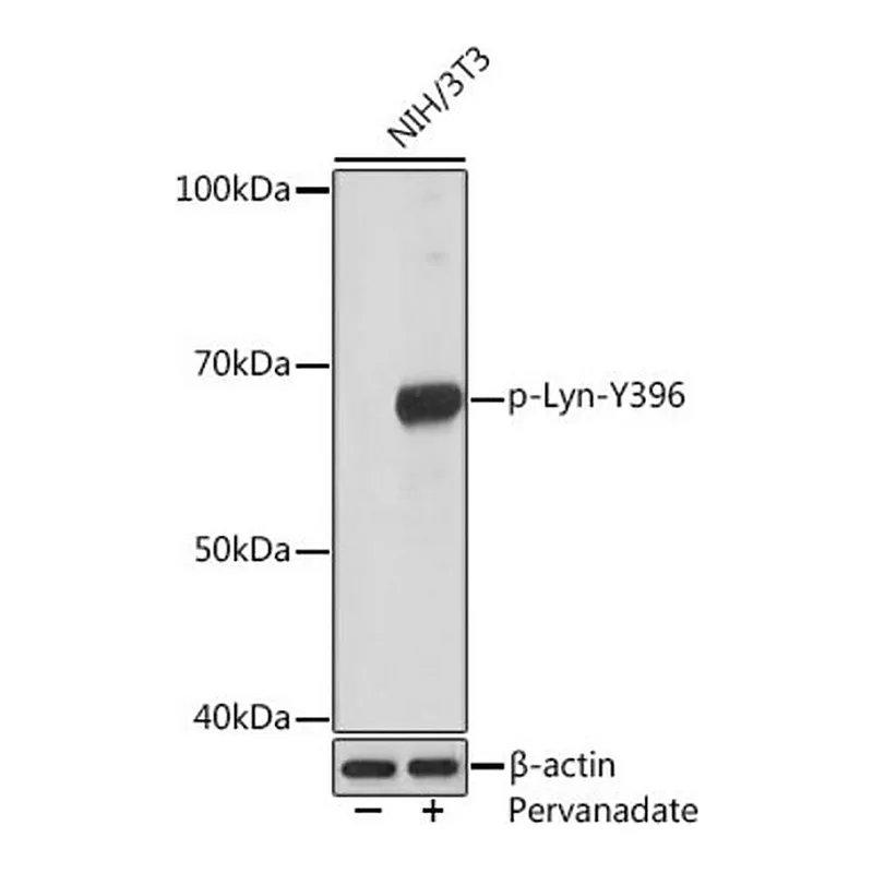 Merck Anti-Phospho-Lyn-Y396 antibody produced in rabbit