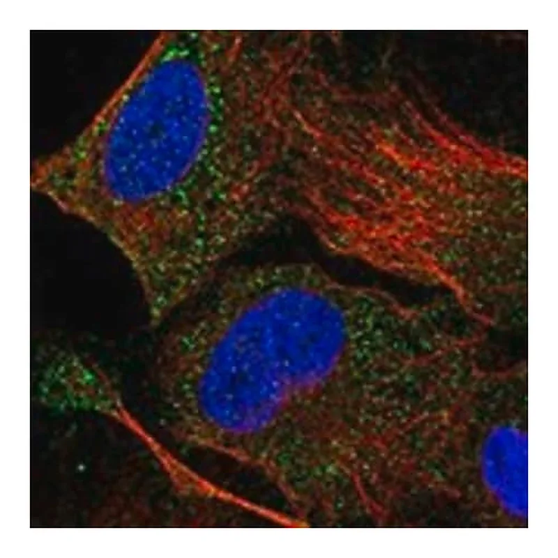 Merck Anti-DHRSX antibody produced in rabbit