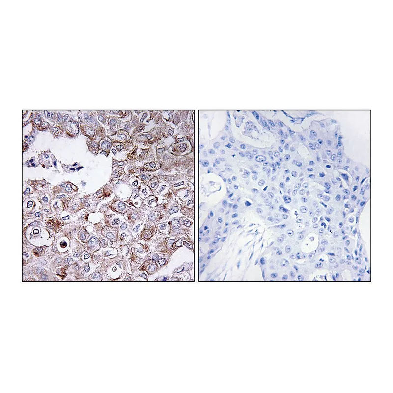 Merck Anti-MUC1 antibody produced in rabbit