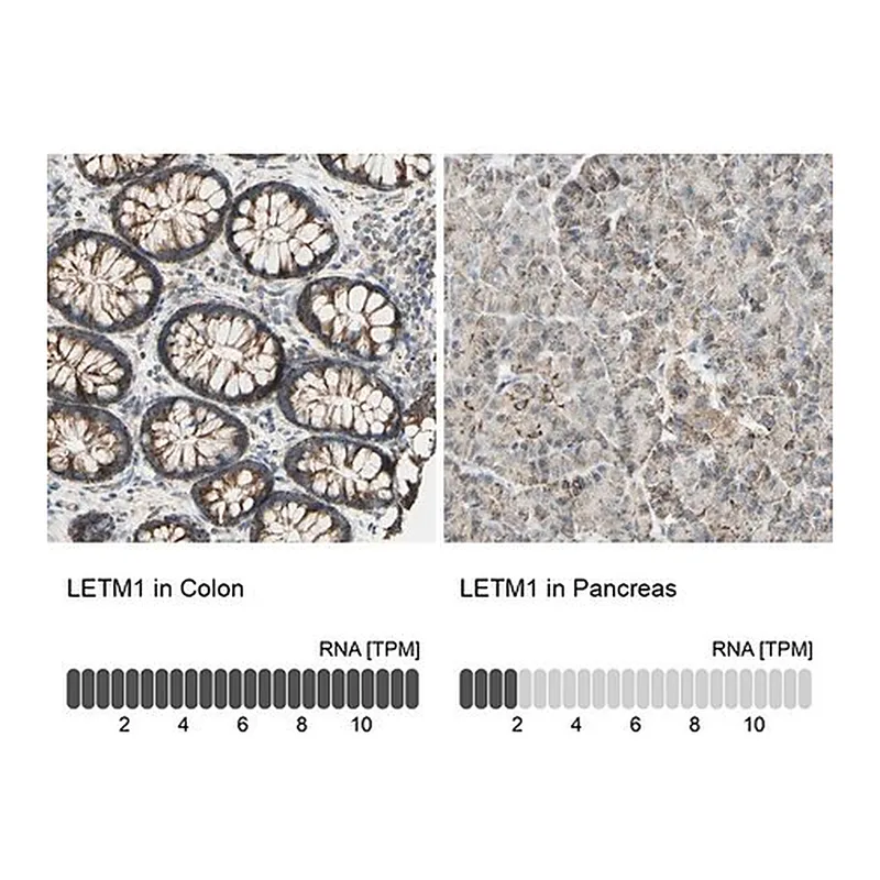 Merck Anti-LETM1 antibody produced in rabbit