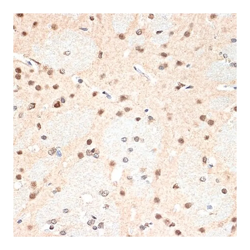Merck Anti-PSMA2 antibody produced in rabbit