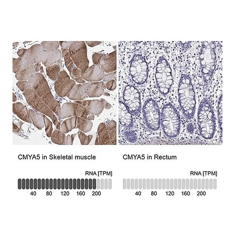 Merck Anti-CMYA5 antibody produced in rabbit