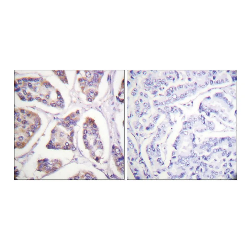 Merck Anti-Vinculin antibody produced in rabbit