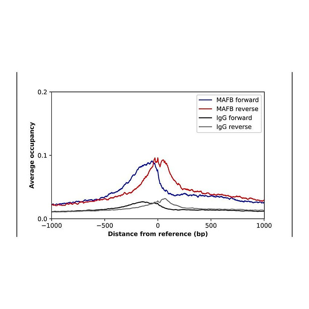 Merck Anti-MAFB antibody produced in rabbit