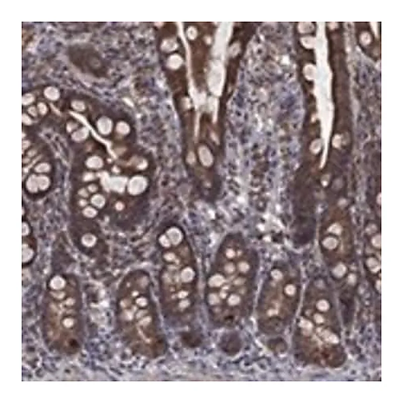 Merck Anti-ESRRA antibody produced in rabbit