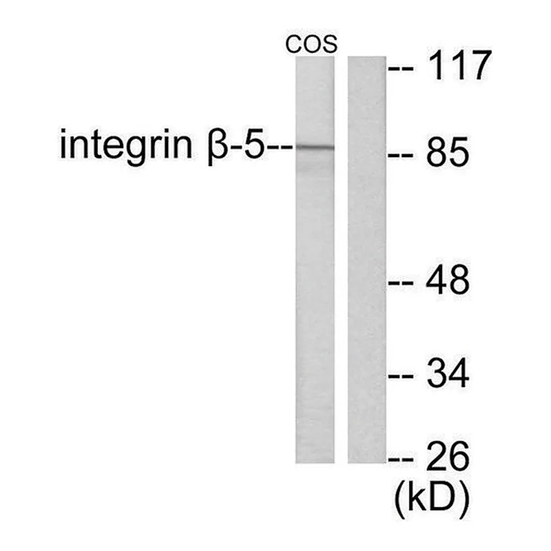 Merck Anti-Integrin beta5 antibody produced in rabbit