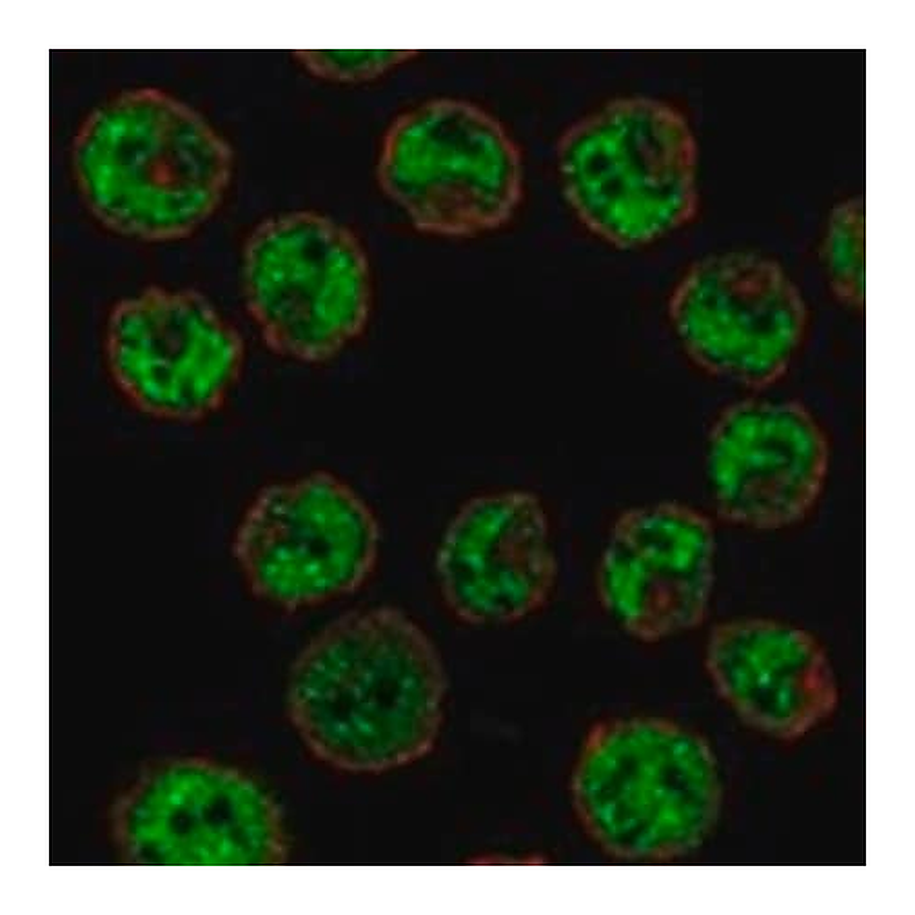 Merck Anti-CIITA antibody produced in rabbit