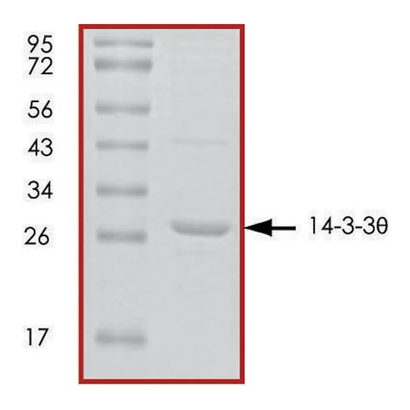 Merck 14-3-3 theta, untagged human