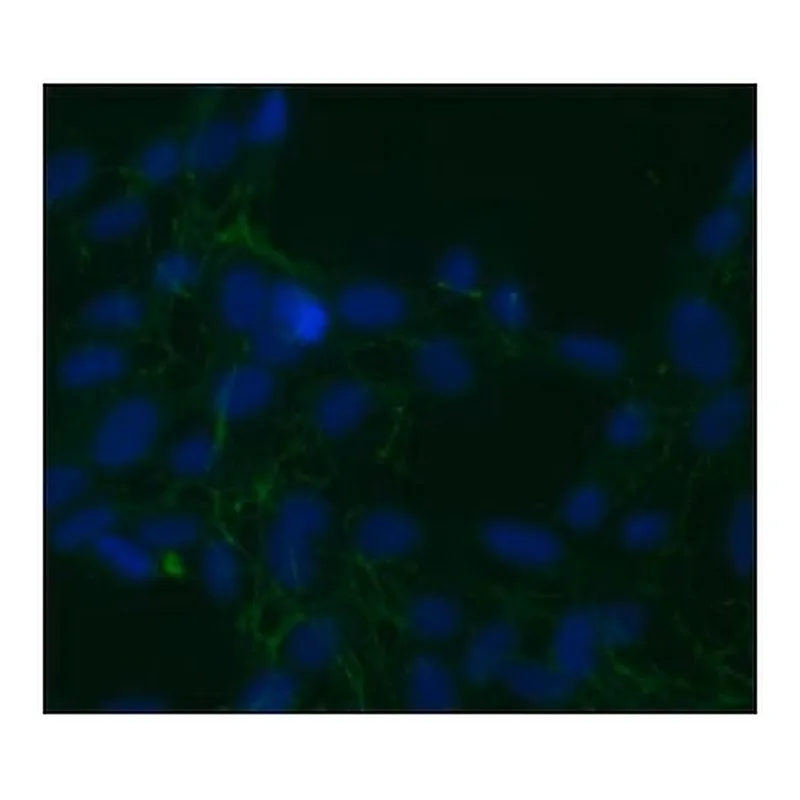Merck MOUSE MONOCLONAL ANTI-CELLULAR