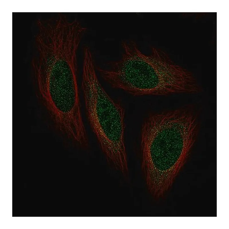 Merck Monoclonal Anti-ISL1 antibody produced in mouse