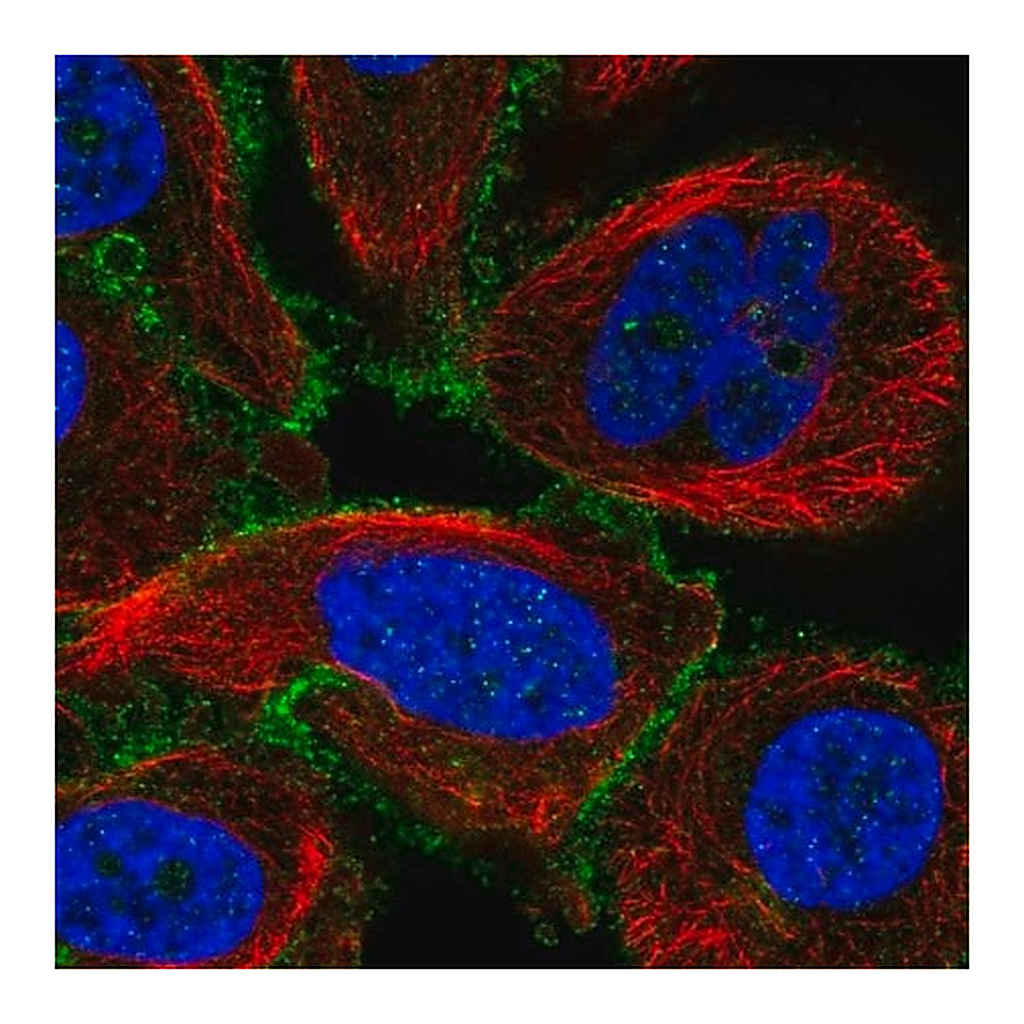 Merck Anti-GPRIN1 antibody produced in rabbit