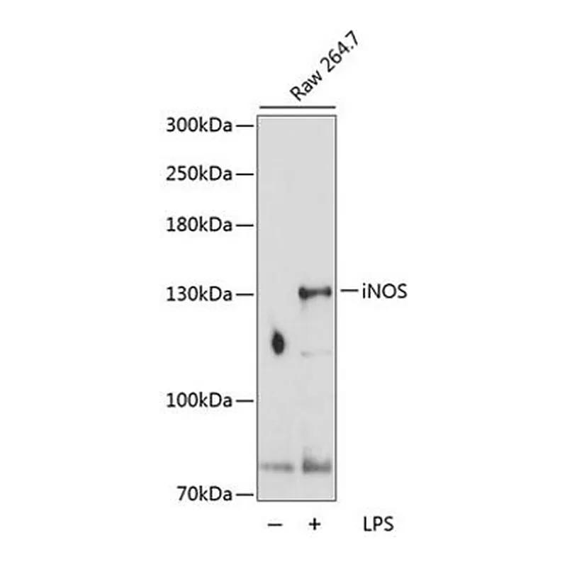 Merck ANTI-INOS ANTIBODY PRODUCED IN RABBIT