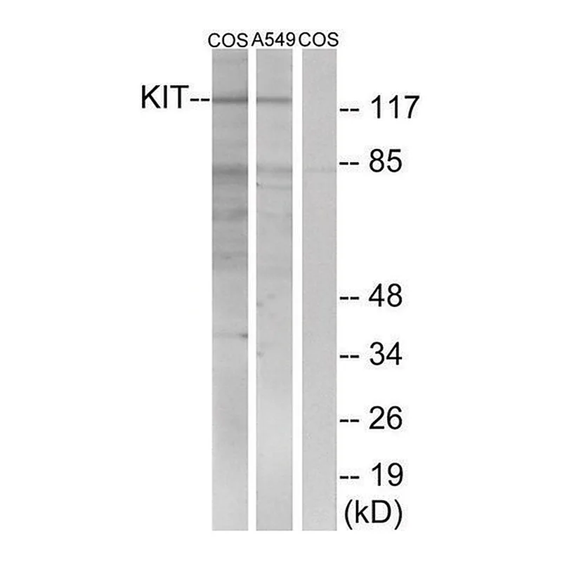Merck Anti-C-KIT antibody produced in rabbit
