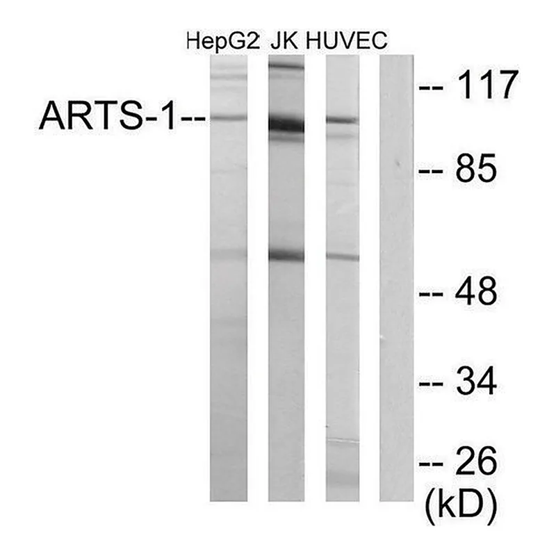Merck Anti-ARTS-1 antibody produced in rabbit