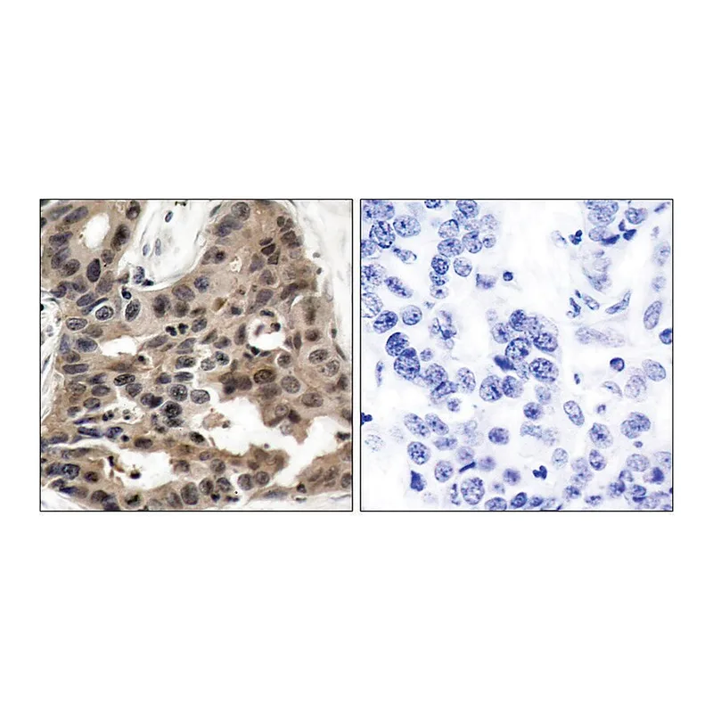 Merck Anti-4E-BP1 antibody produced in rabbit