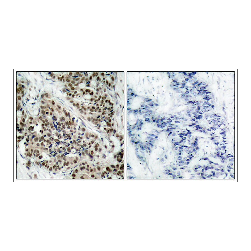 Merck Anti-phospho-FOXO1 (pSer256) antibody produced in rabbit