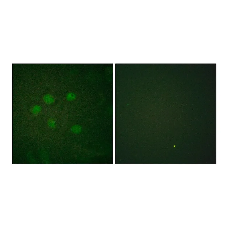 Merck Anti-AOS1 antibody produced in rabbit