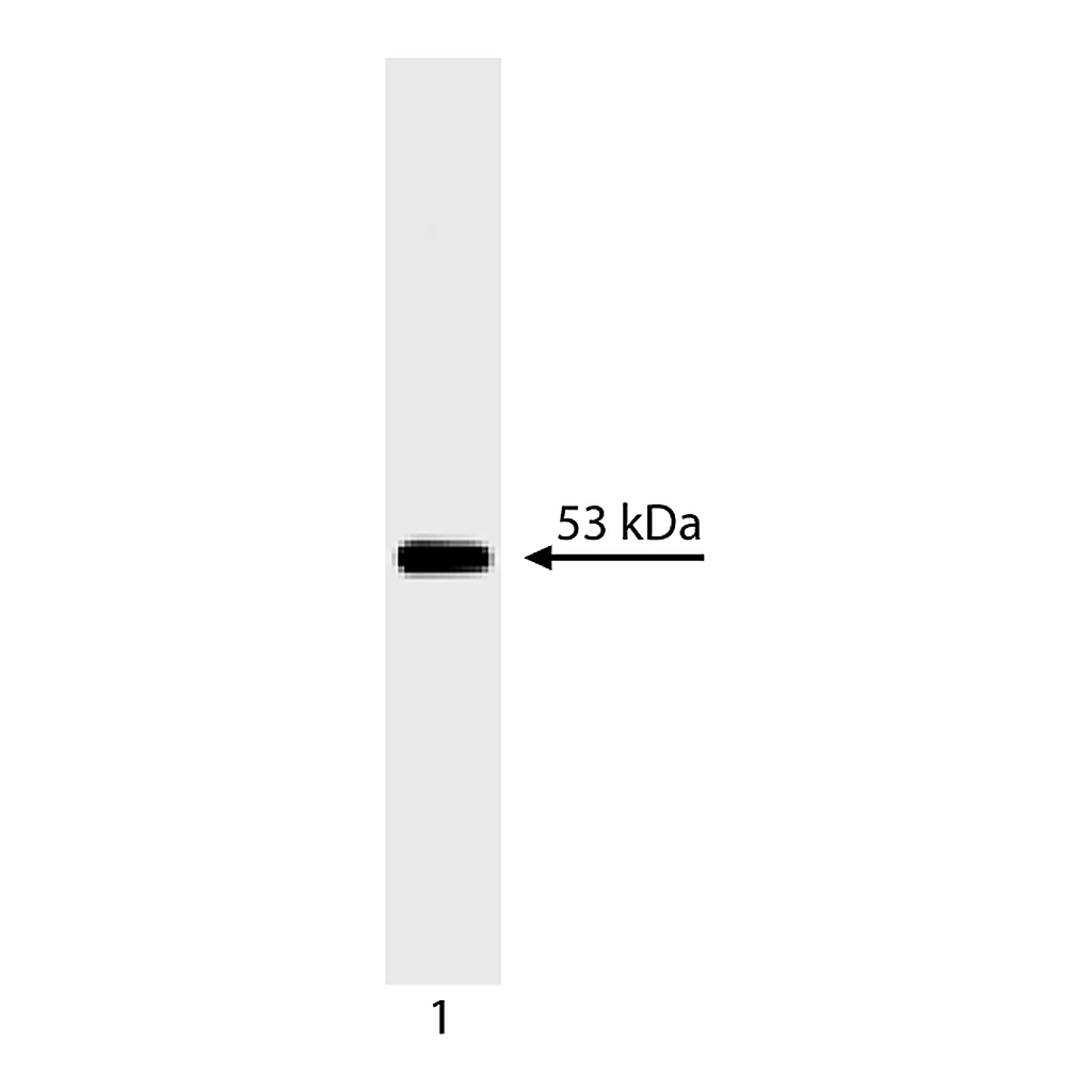 BD Purified Mouse Anti-p53