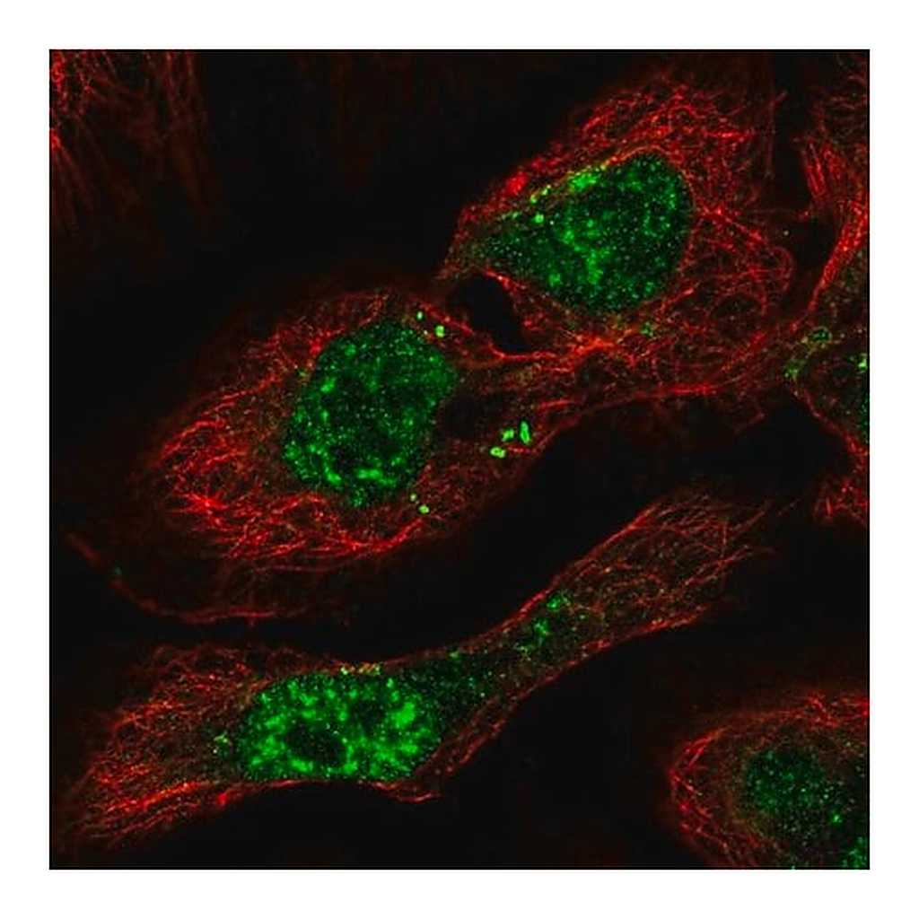 Merck Anti-PHF7 antibody produced in rabbit