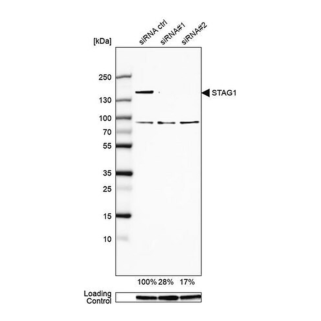 Merck Anti-STAG1 antibody produced in rabbit